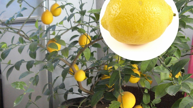 盆栽柠檬的养殖方法和注意事