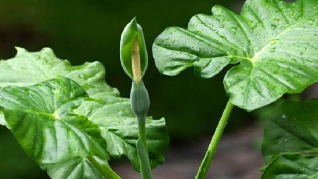 滴水观音开花吗