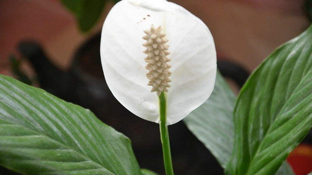 花草一帆风顺怎么养护