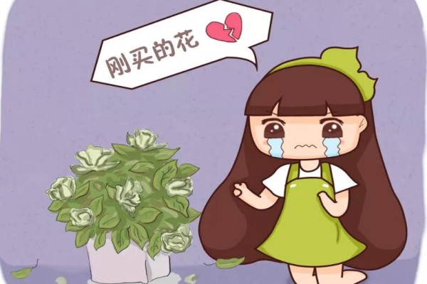 入秋别买这5种花，回家3天花苞