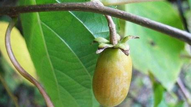 软枣猕猴桃和葛枣猕猴桃的区