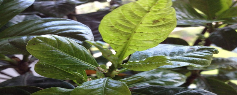 栀子花叶子有虫怎么办