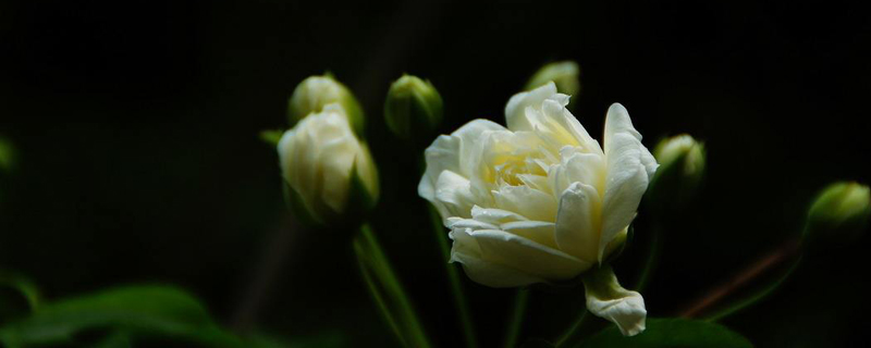 木香花的养殖方法和注意事项