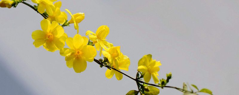 迎春花盆景制作步骤及养护方