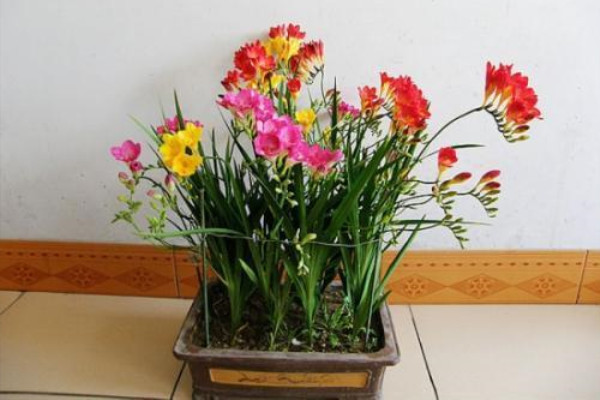 这种“花”芳香四溢，家里有盆