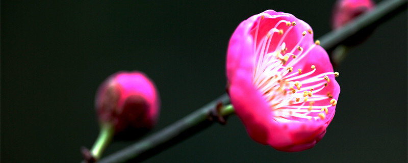 梅花怎么剪枝，什么时候剪枝