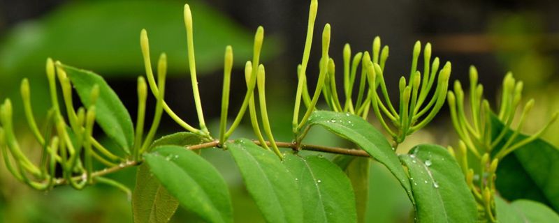 盆栽金银花的种植方法，时间和种植条件