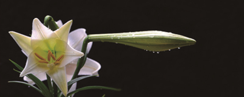 百合花的特点