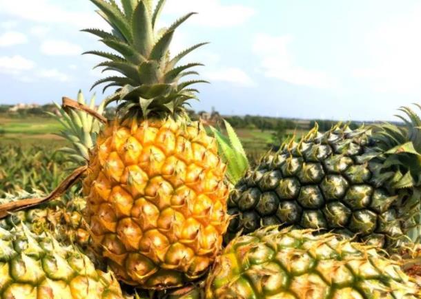 吃菠萝过敏有哪些症状 皮肤