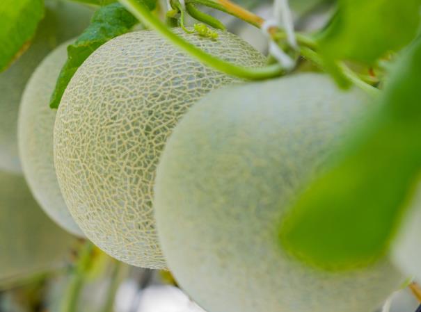 吃哈密瓜可以美容吗 维生素抗氧化剂增强细胞抗防晒
