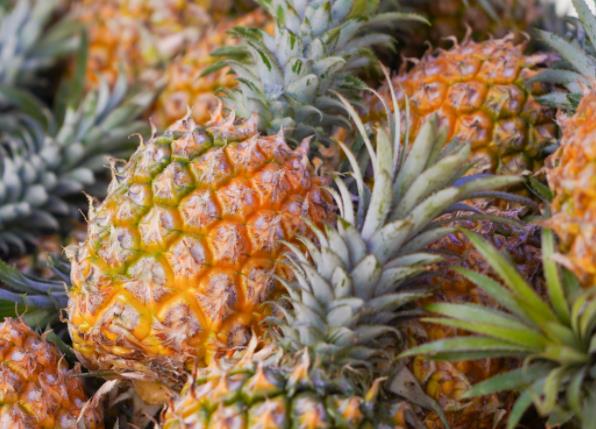 菠萝可以和酸奶一起吃吗 有机酸性物质及蛋白酶引起