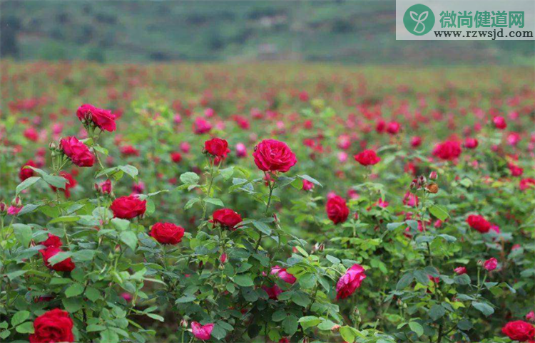 玫瑰花种子种植方法和注意事