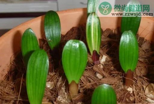 君子兰种子种植方法和种植时间（君子兰怎样播种种子） 养花知识 第2张