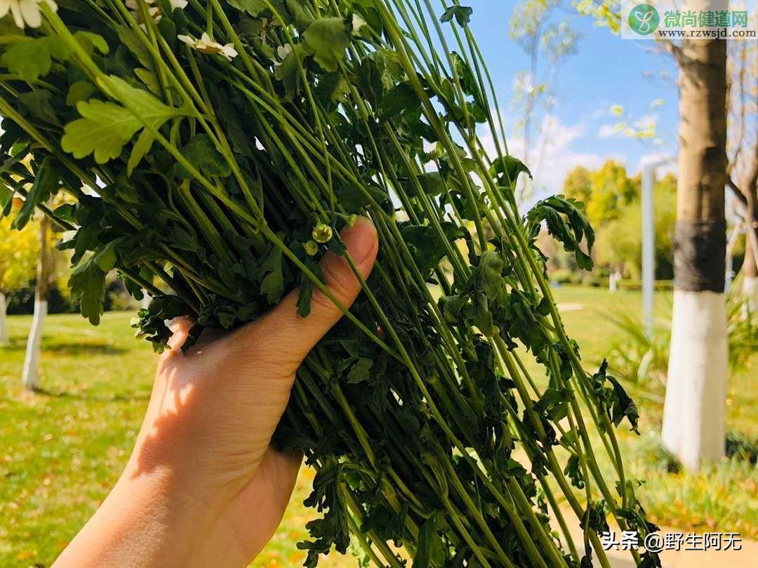 洋甘菊的花语和寓意是什么，洋甘菊鲜切花养护方法 植物百科 第3张