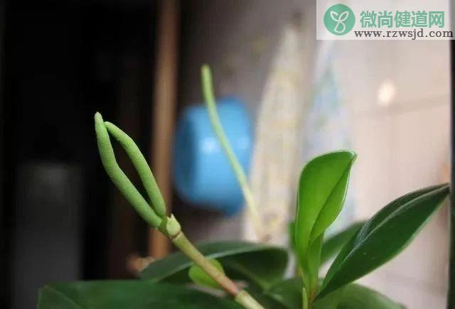 豆瓣绿开花图片（豆瓣绿开花你一定没见过！） 植物百科 第3张