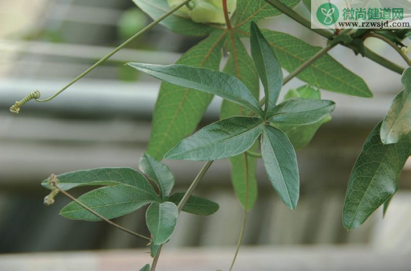 西番莲和百香果的区别（分辨百香果和西番莲的方法） 植物百科 第2张