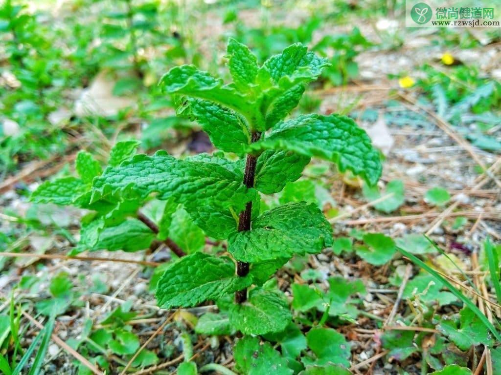 薄荷的种类有几种（薄荷品种大全） 植物百科 第8张