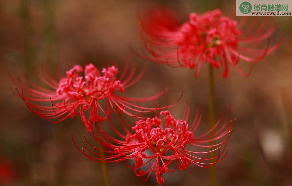 彼岸花的寓意和花语（关于彼岸花的故事和传说） 植物百科 第3张