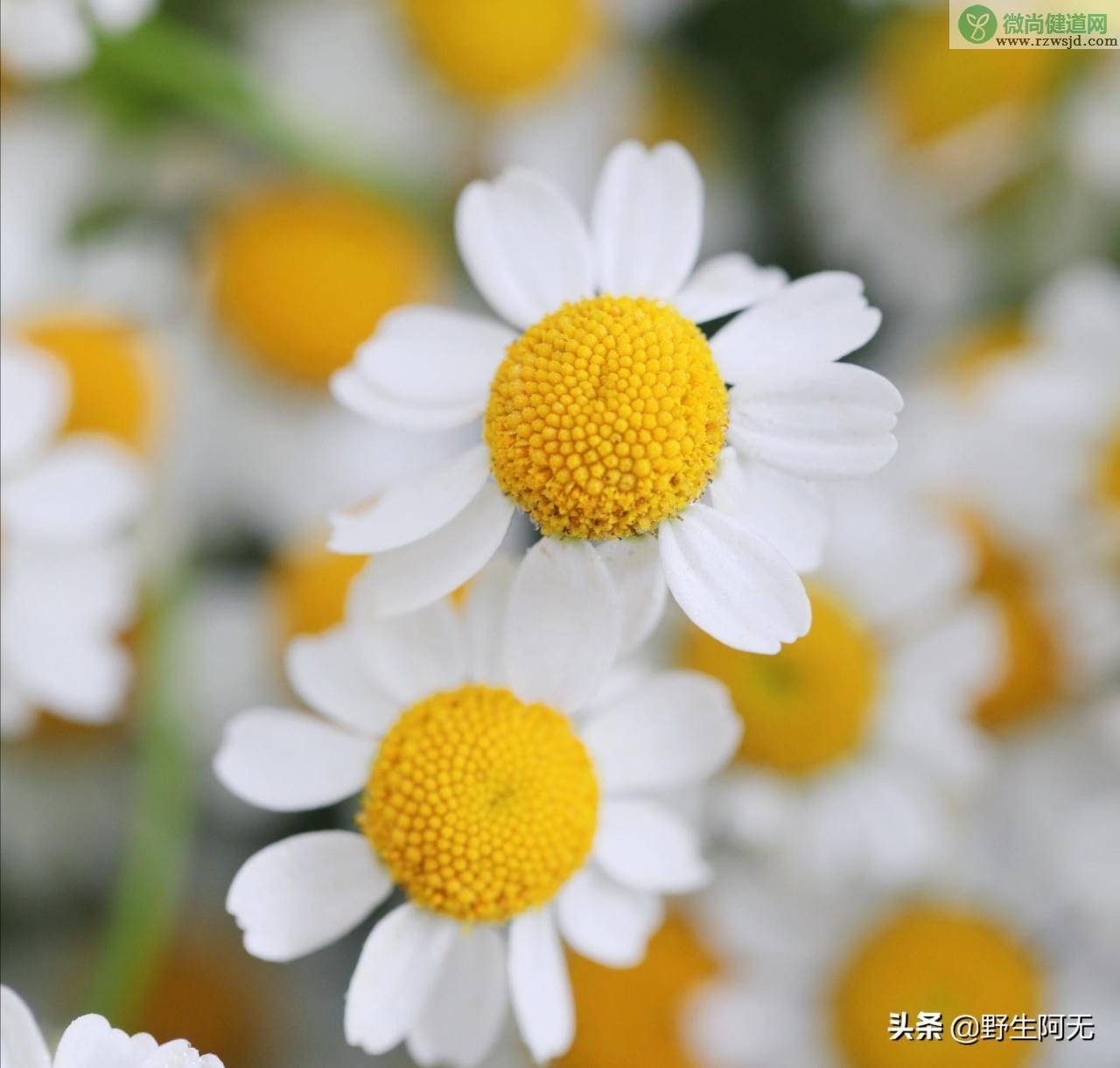 洋甘菊的花语和寓意是什么，洋甘菊鲜切花养护方法 植物百科 第7张