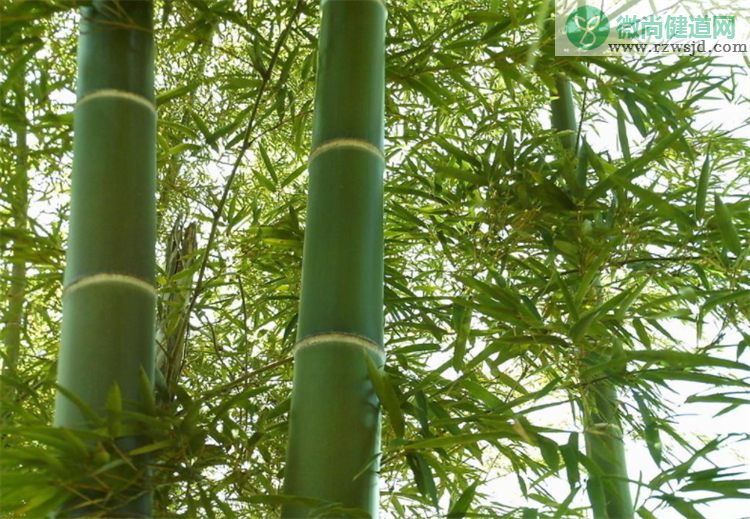 竹子是什么类型的植物（竹子属于木本还是草本）