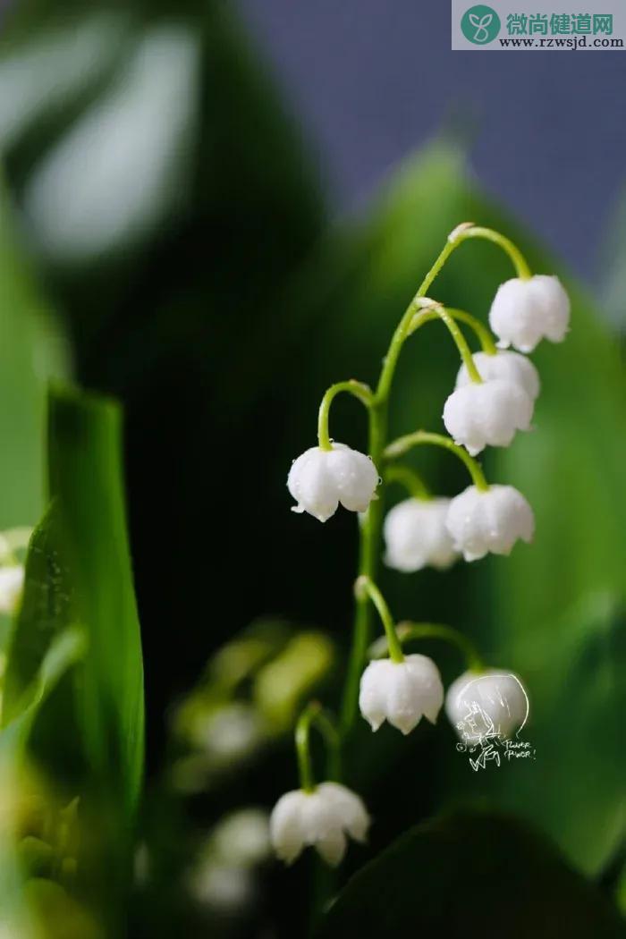 铃兰花语是什么（铃兰花语象征与寓意） 植物百科 第3张