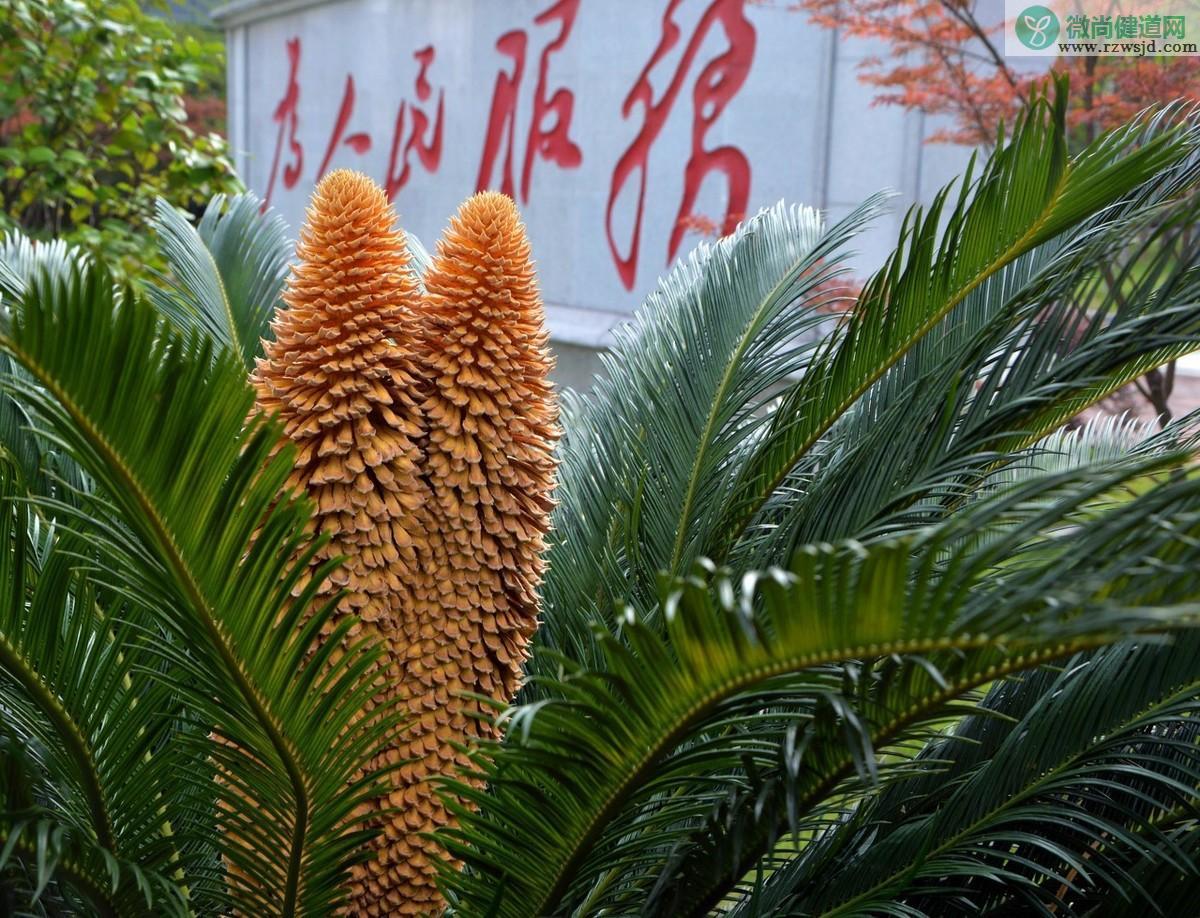 铁树会开花吗，铁树开花多少年一次 植物百科 第1张