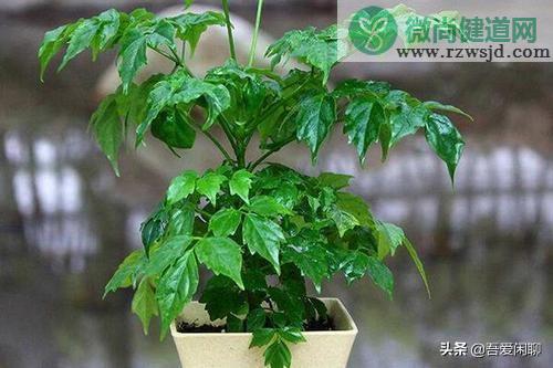 绿宝树的寓意是什么（绿宝树的寓意和花语） 植物百科 第2张