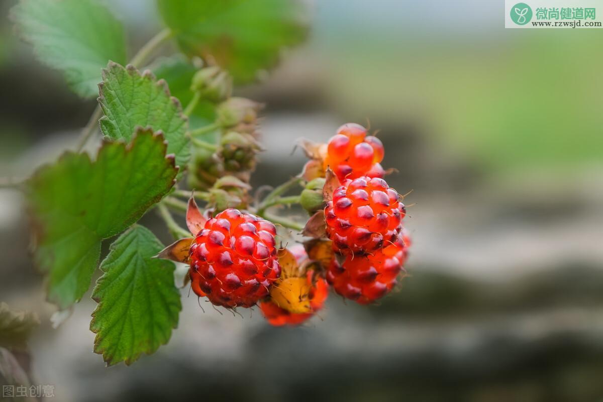 覆盆子和树莓的区别（覆盆子是树莓吗） 植物百科 第4张