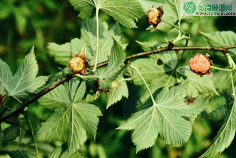 覆盆子和树莓的区别（覆盆子是树莓吗） 植物百科 第2张