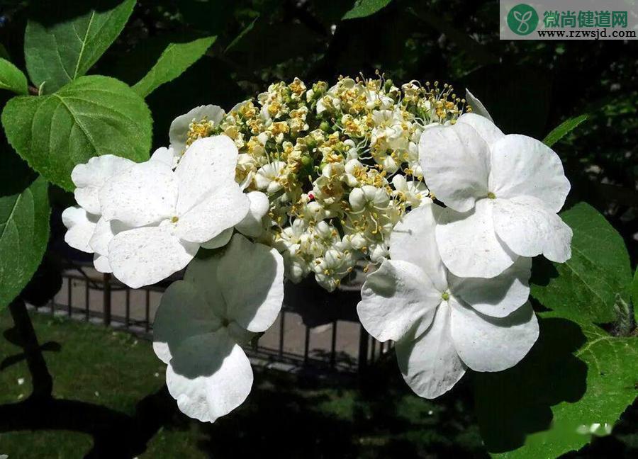琼花和木绣球的区别（琼花和木绣球是一种花吗） 植物百科 第1张