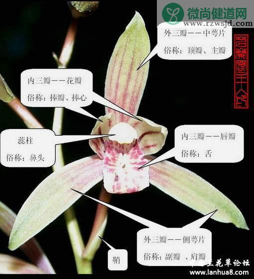 兰花的特点（兰花分类及特征简介） 植物百科 第2张