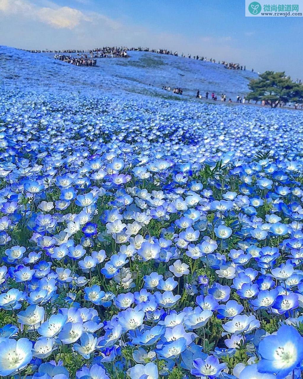 蓝色的花有哪些（蓝色的花图片及名称大全）