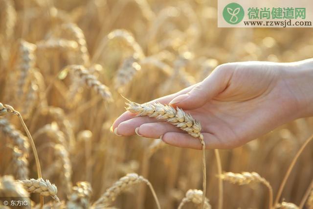 小麦和水稻的区别（水稻和小麦