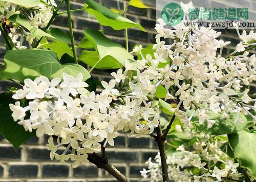 丁香是什么样子的（丁香花图片和资料介绍） 植物百科 第2张