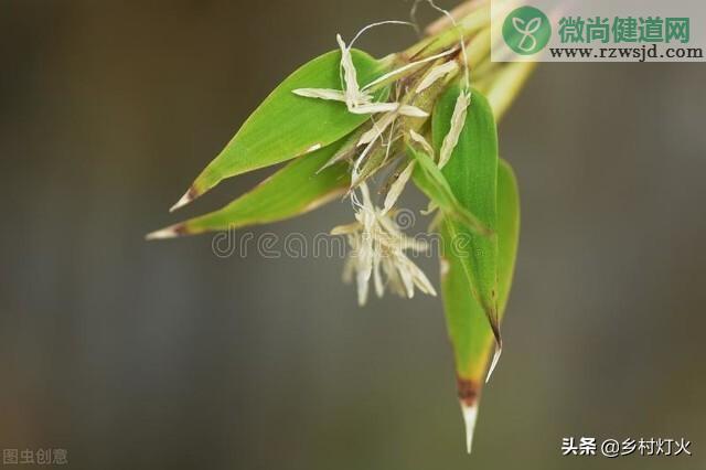 竹子开花意味着什么（竹子开花是什么征兆） 植物百科 第2张