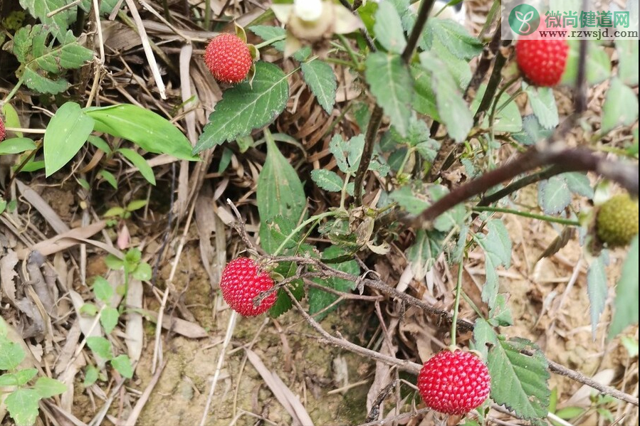 覆盆子和树莓的区别（覆盆子是树莓吗） 植物百科 第7张