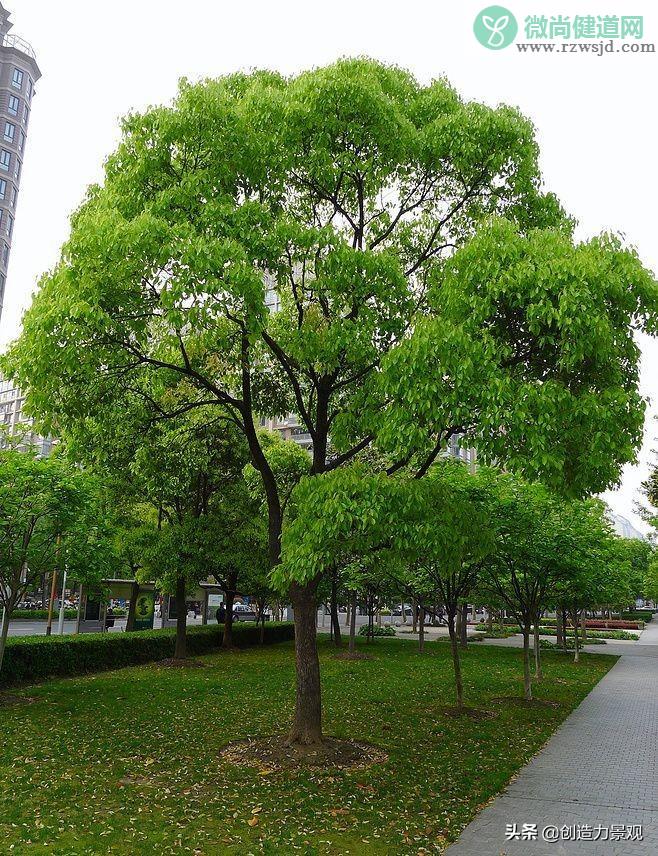 四季常青又耐寒的树（16种常见的常绿乔木及相关习性介