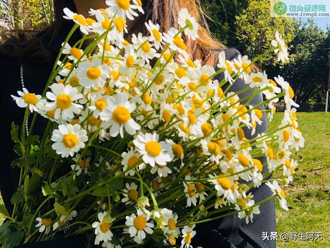 洋甘菊的花语和寓意是什么，洋甘菊鲜切花养护方法 植物百科 第1张