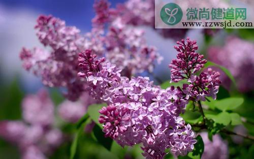 丁香是什么样子的（丁香花图片和资料介绍） 植物百科 第5张