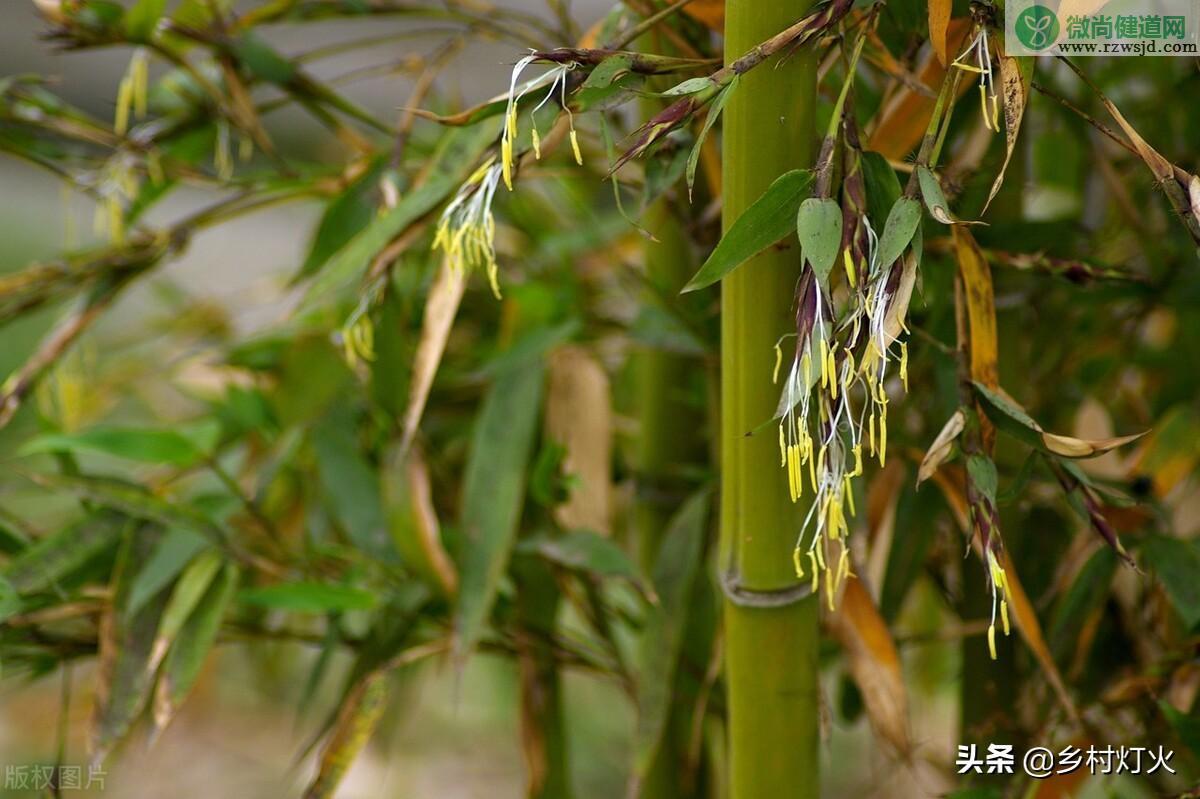 竹子开花意味着什么（竹子开花是什么征兆） 植物百科 第3张