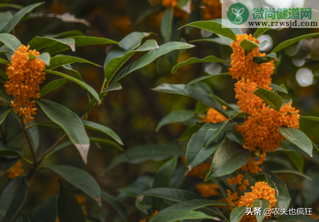 桂花树为什么不能栽在家里（院子里种桂花树好吗） 植物百科 第2张