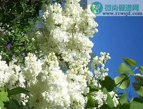 丁香是什么样子的（丁香花图片和资料介绍） 植物百科 第4张