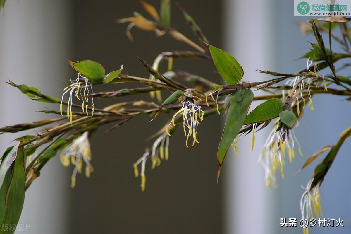 竹子开花意味着什么（竹子开花是什么征兆） 植物百科 第4张