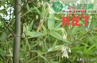 竹子开花是什么征兆（竹子开花