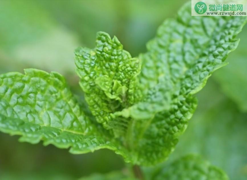 薄荷的种类有几种（薄荷品种大全） 植物百科 第16张