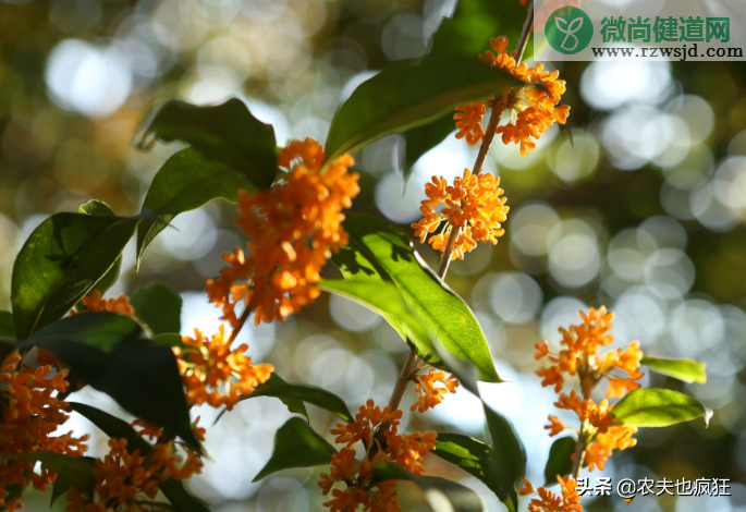 桂花树为什么不能栽在家里（院子里种桂花树好吗） 植物百科 第5张