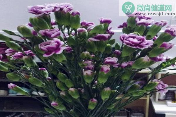 康乃馨有几种颜色（康乃馨的种类和品种） 植物百科 第5张