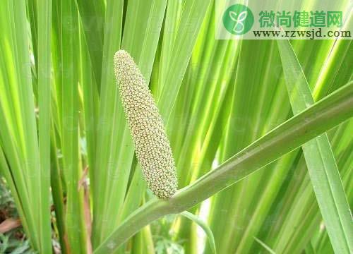 棒槌是什么植物（棒槌又叫什么名字） 植物百科 第3张