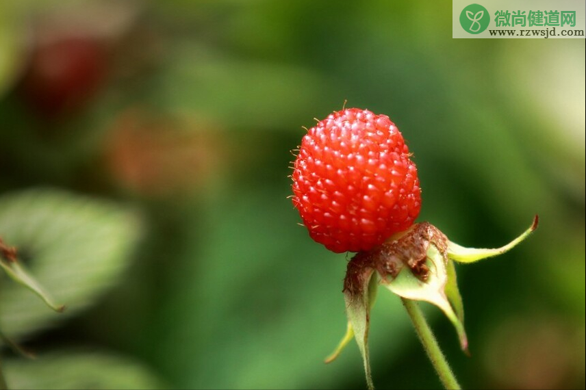 覆盆子和树莓的区别（覆盆子是树莓吗） 植物百科 第5张