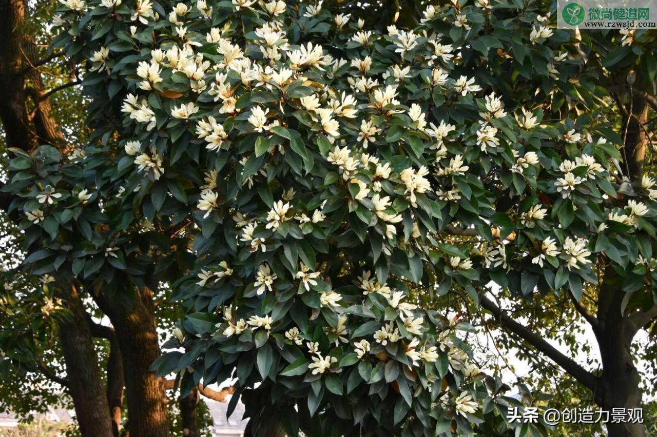 四季常青又耐寒的树（16种常见的常绿乔木及相关习性介绍） 植物百科 第6张